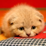 Алексей Филатов