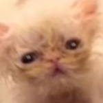 Никита Шульцов