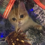 Макар Иванов