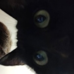 Сёма Вересов