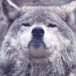 Павел Николаев