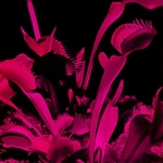 Арсений Сметанин