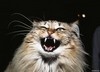 Angry_Old_Cat