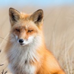 Сибирский Лис