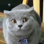 Дима Архипов