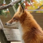 Кирилл Сухарев