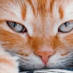 Ярослав Макушин