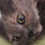 Игорь Соколов_2