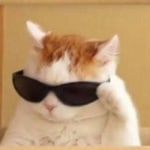 Кот в Очках
