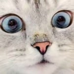 Александр Иванчиков