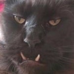 Руслан Царь