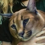 Нарек Арамович