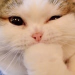 Андрей Мельников