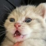 Иван Курашев