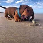 Жека Тютюнник