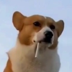 Роман Старк