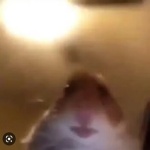 Игорь Кулеш